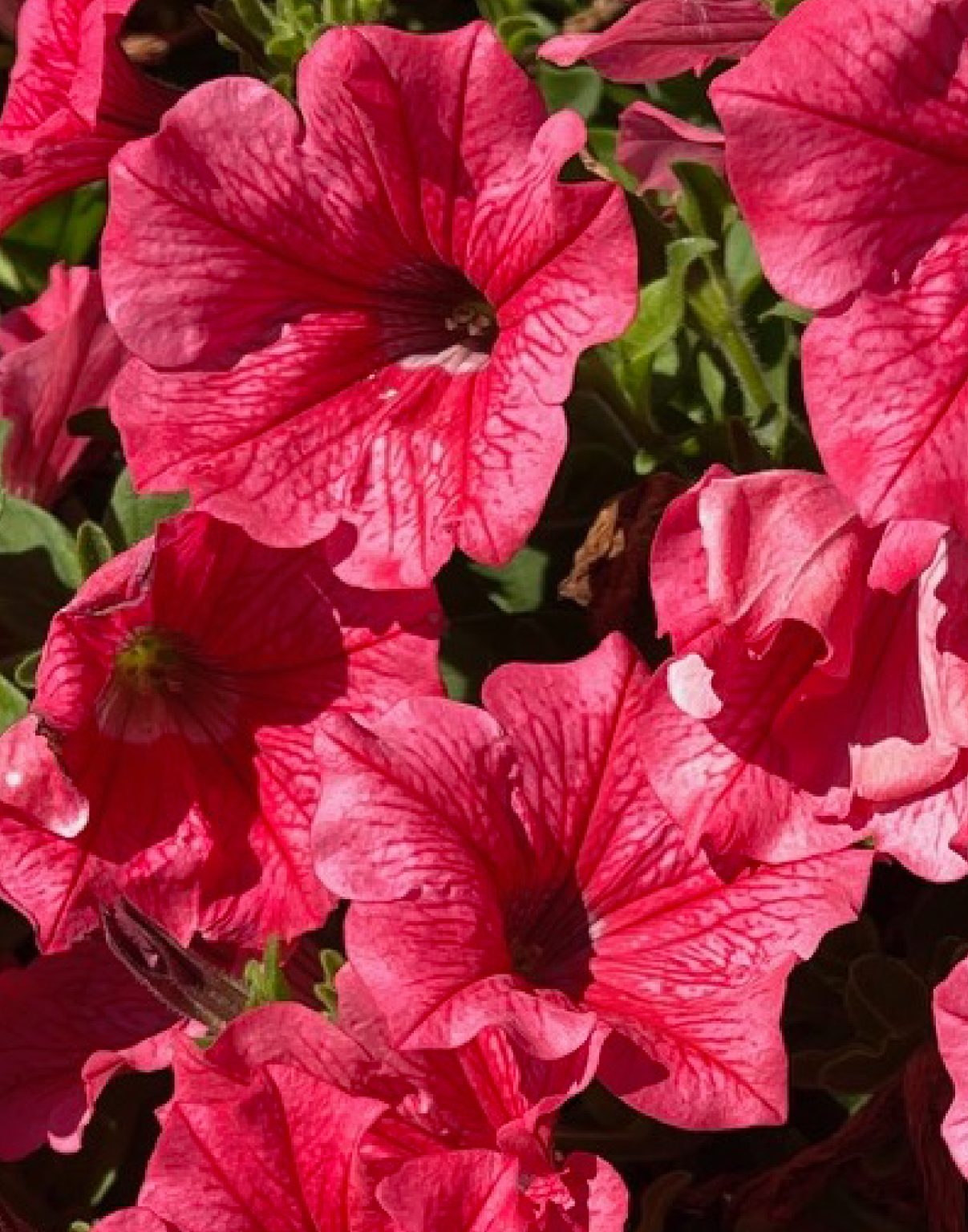 Surfinia Trailing Hot Pink Cherry No 1 Original Trailing Petunia