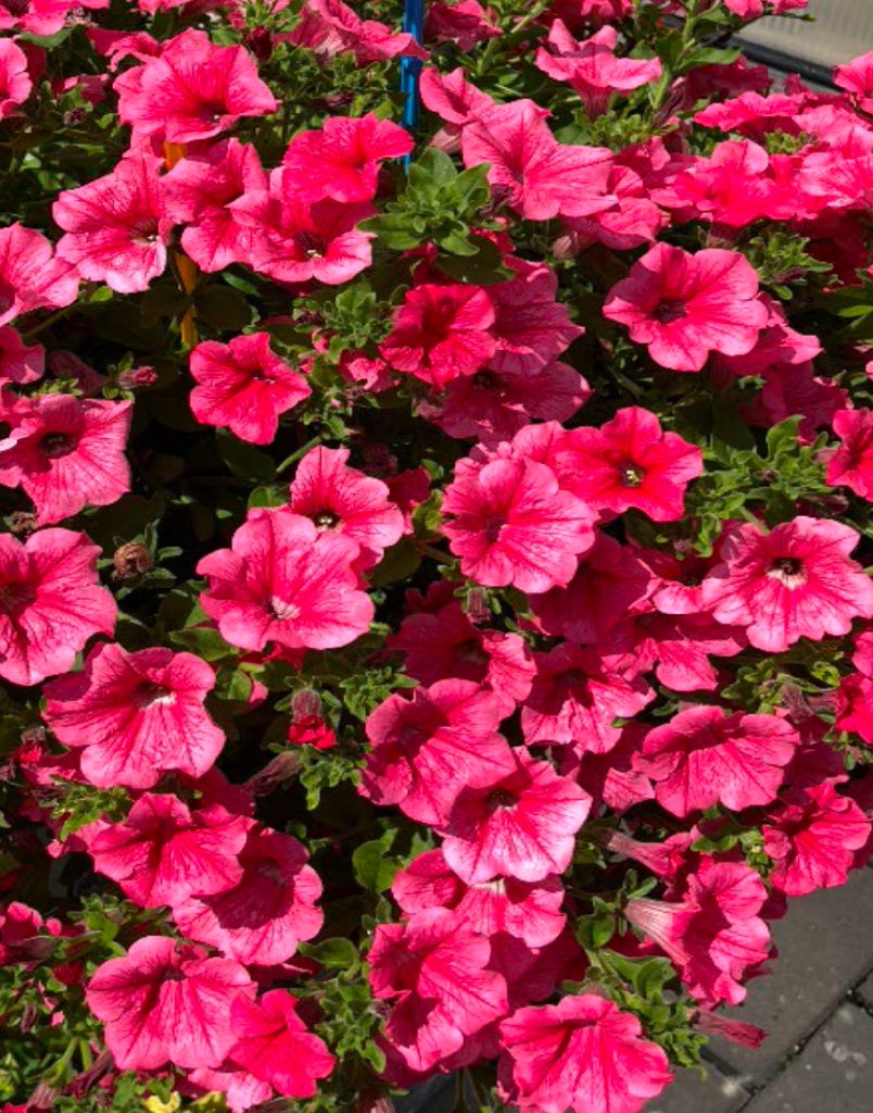 Surfinia Trailing Hot Pink Cherry No 1 Original Trailing Petunia