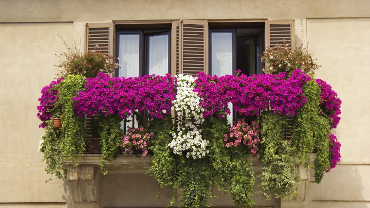 balcony twined with flowers of petunias on facade of the house on the Piazza Navona, Rome, Italy