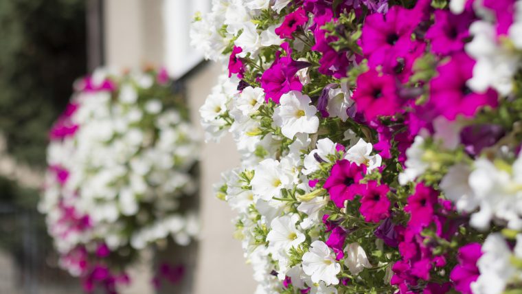 Wall mounted hanging baskets with trailing vibrant white and pink surfinia flowers