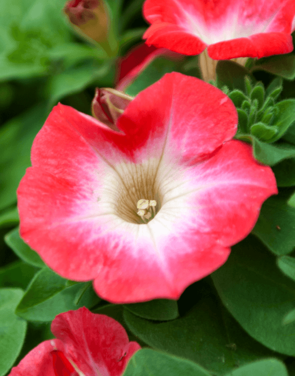 SURFINIA® Coral Morn | The No.1 Petunia brand, colors your city