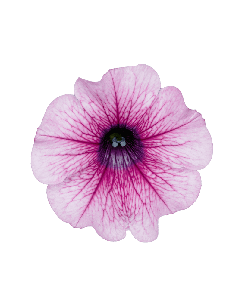 Surfinia® – Simply the best Petunia