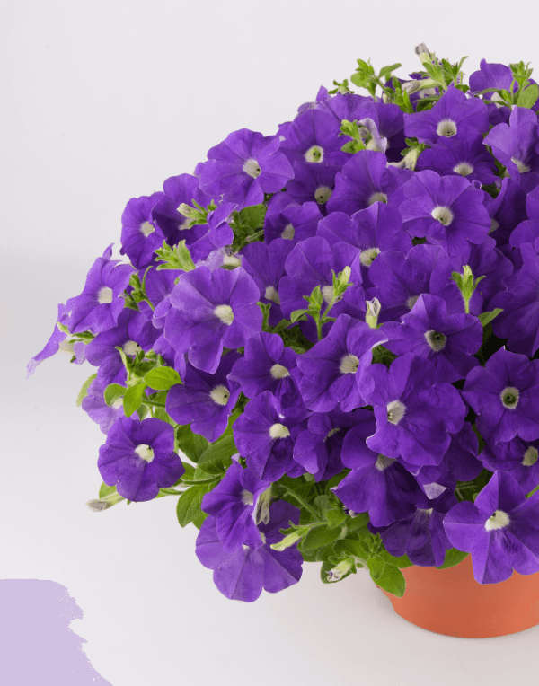 SURFINIA® Blue Ocean | The No.1 Petunia brand, colors your city SURFINIA® Blue Ocean | The No.1 Petunia brand, colors your city