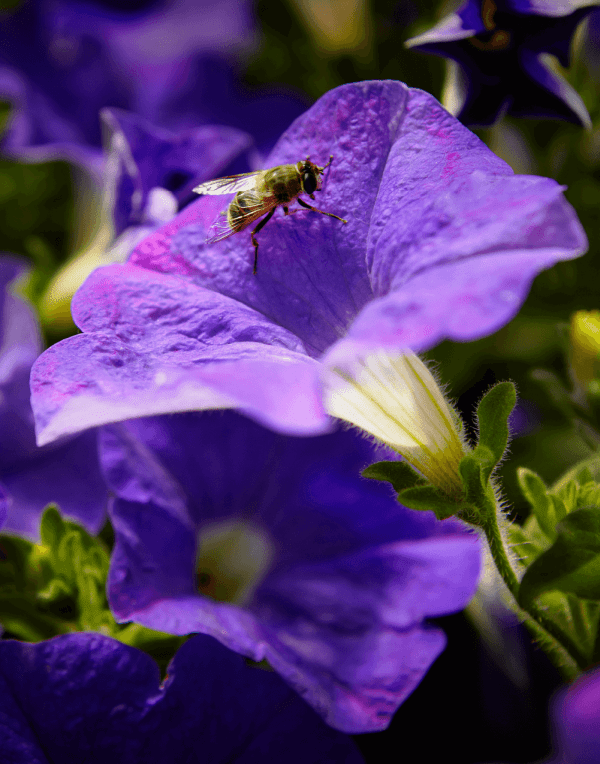 SURFINIA® Blue Ocean | The No.1 Petunia brand, colors your city