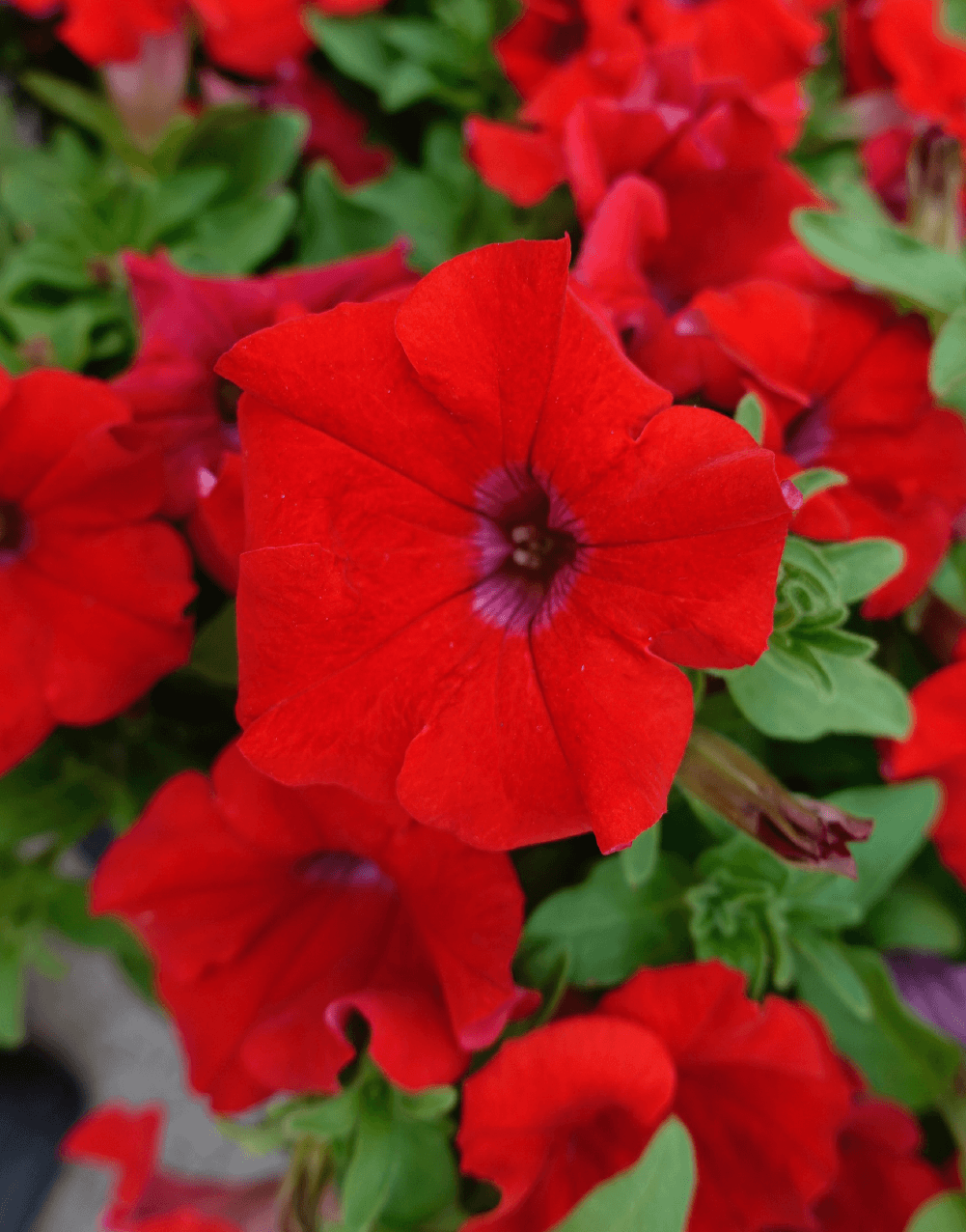 SURFINIA® Early Trailing Red | The No.1 Petunia brand, colors your city