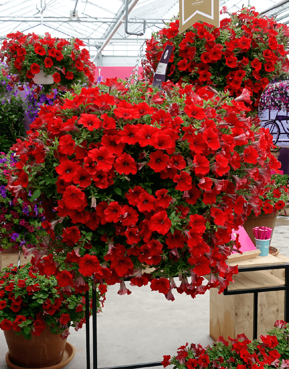 SURFINIA® Early Trailing Red | The Petunia brand, colors your city