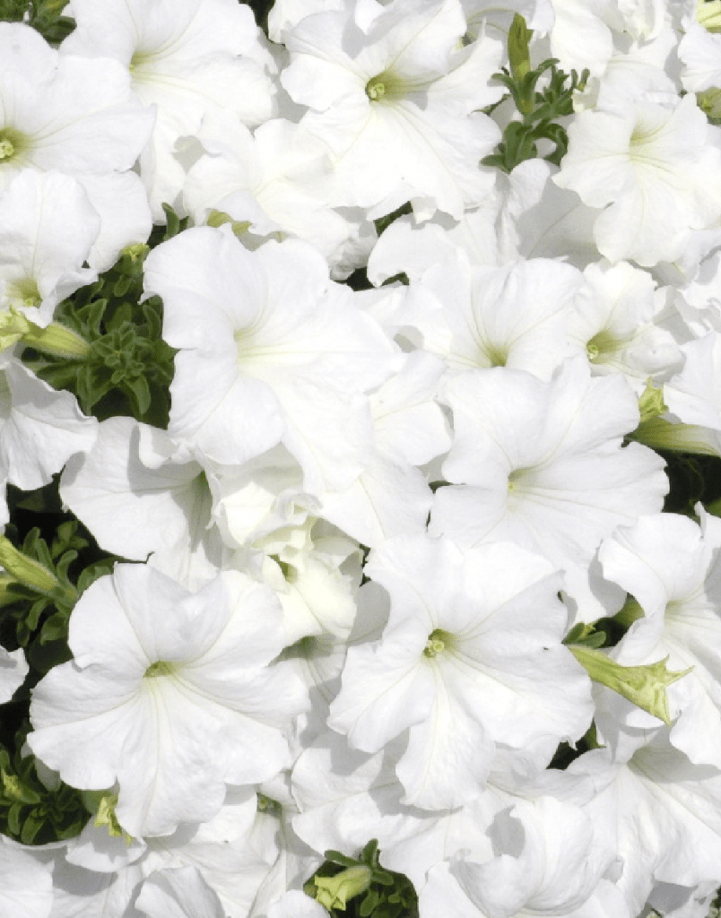 Surfinia® White Morn | No.1 Original Trailing Petunia