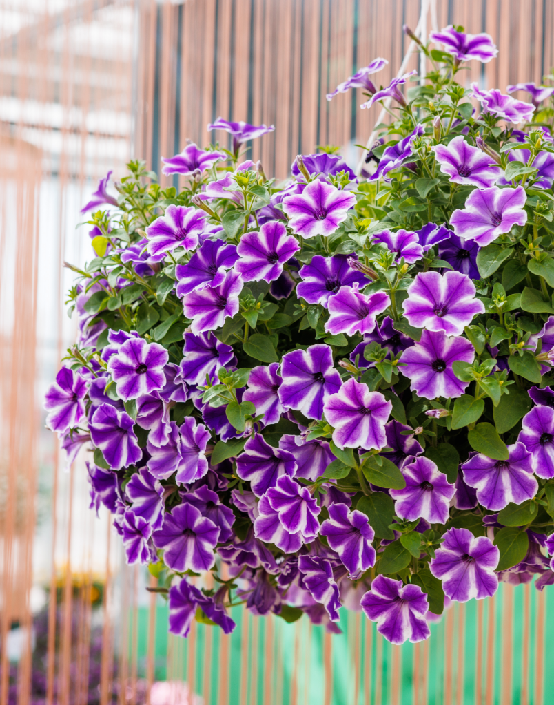 Surfinia® Trailing Lagoon Blue Star | No.1 Original Trailing Petunia