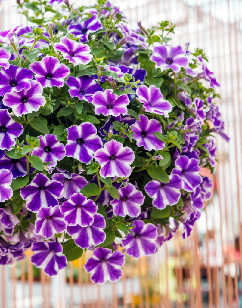 Surfinia® Trailing Lagoon Blue Star | No.1 Original Trailing Petunia