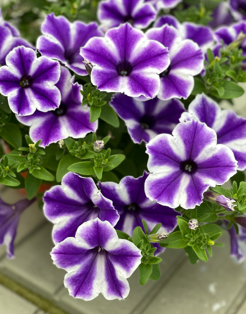 Surfinia® Trailing Lagoon Blue Star | No.1 Original Trailing Petunia