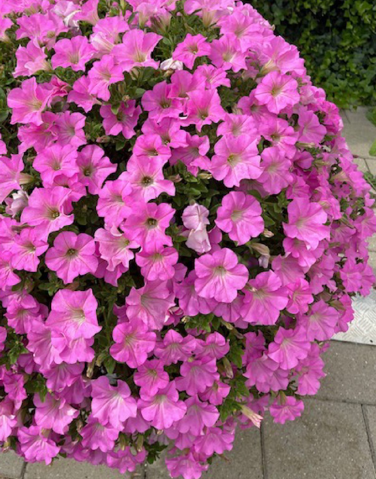 Surfinia® Trailing Big Pink No.1 Original Trailing Petunia