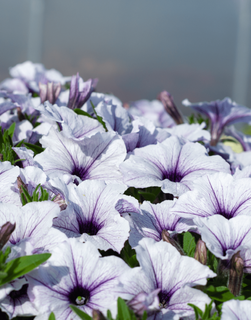 SURFINIA® Trailing Blue Vein | The No.1 Petunia Brand