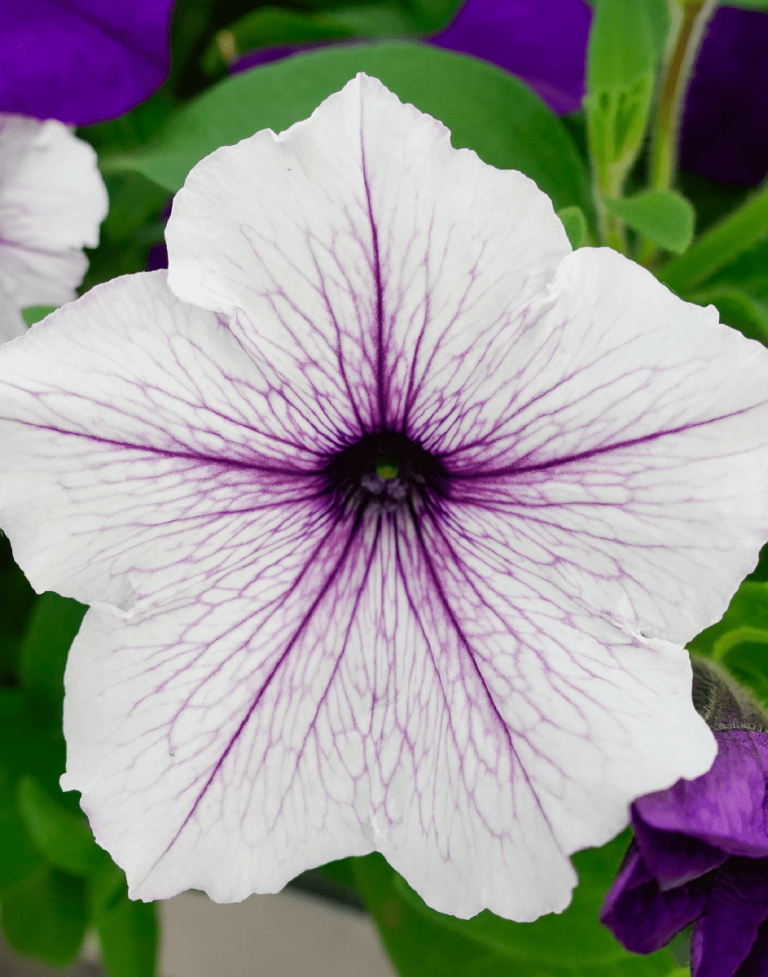 SURFINIA® Trailing Blue Vein | The No.1 Petunia Brand