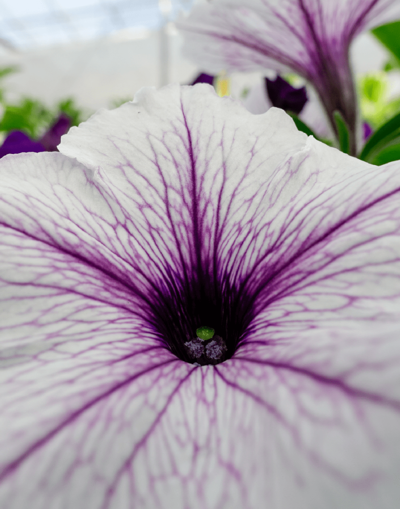 SURFINIA® Trailing Blue Vein | The No.1 Petunia Brand