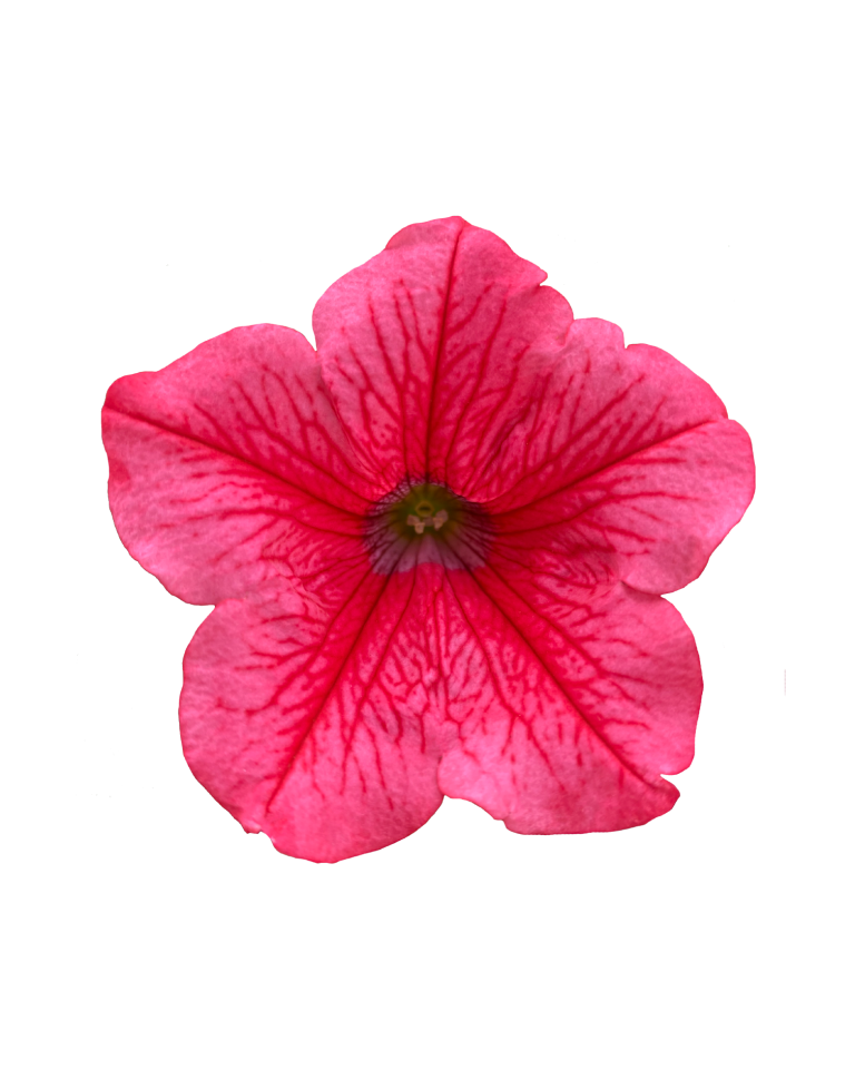 Surfinia Trailing Hot Pink Cherry No 1 Original Trailing Petunia surfinia-trailing-hot-pink-cherry-no-1-original-trailing-petunia