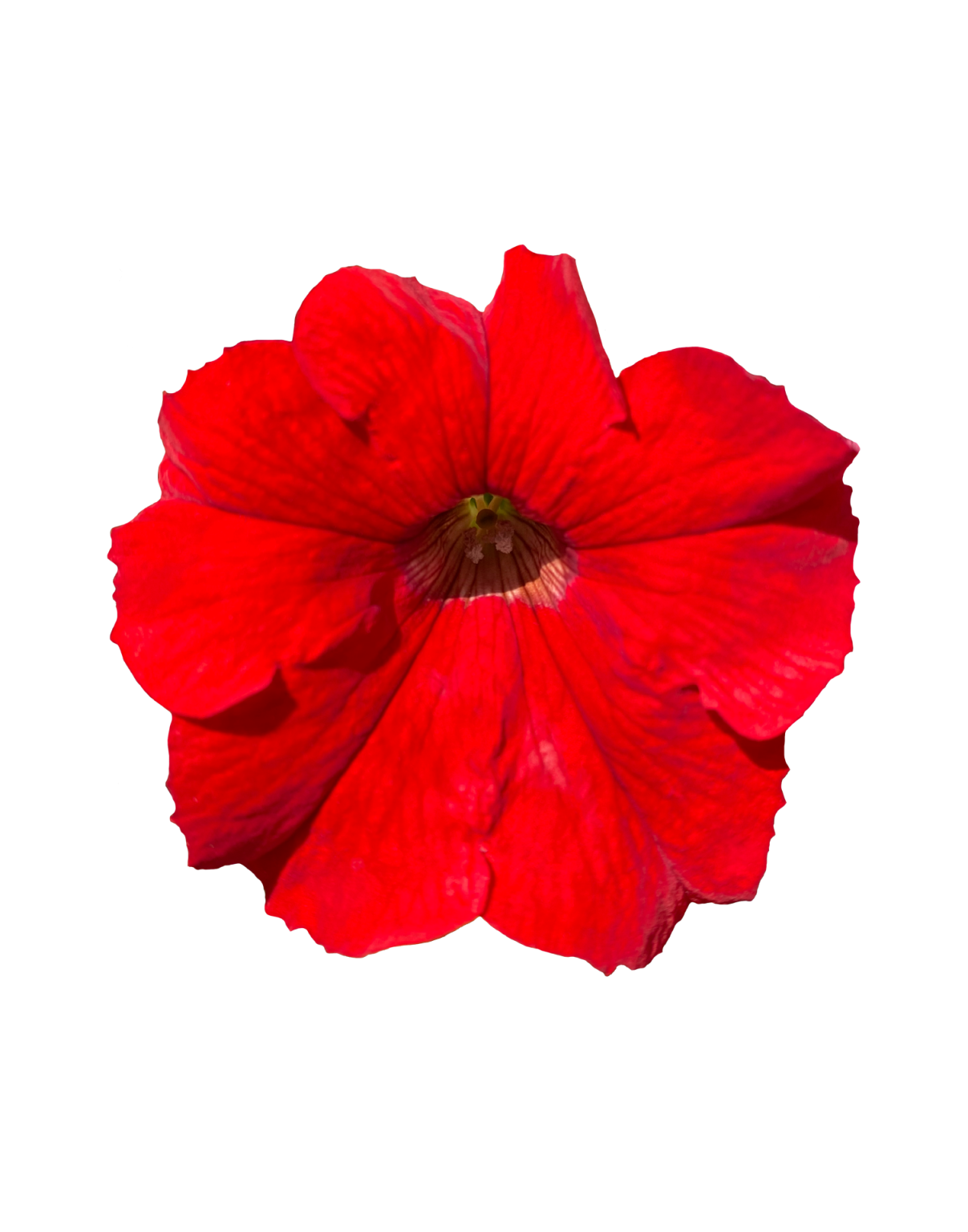 surfinia-trailing-big-red-no-1-original-trailing-petunia