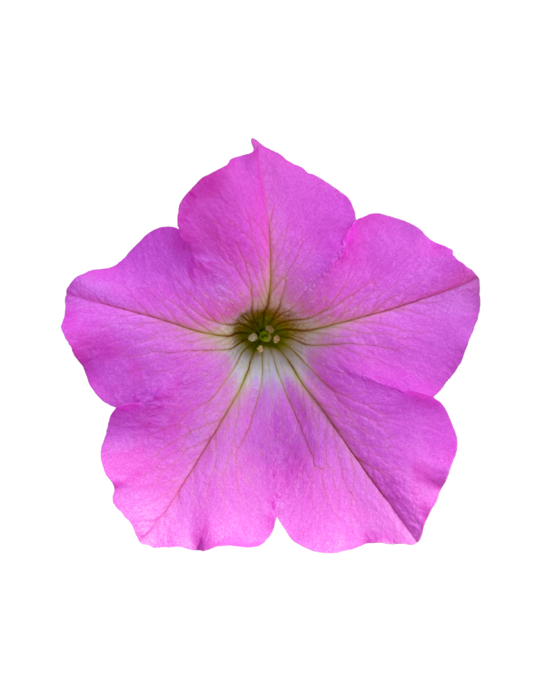 Surfinia® – Simply the best Petunia